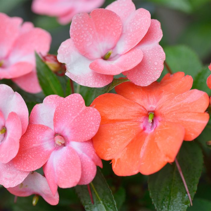 Gettyimages 540240070 Close Up Of Pink Impatiens Flowers With Water Drops Itasun