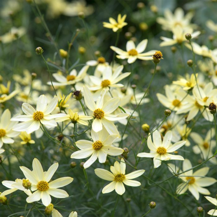 Gettyimages 580220073 Coreopsis Moonbeam Flowers Gail Shotlander