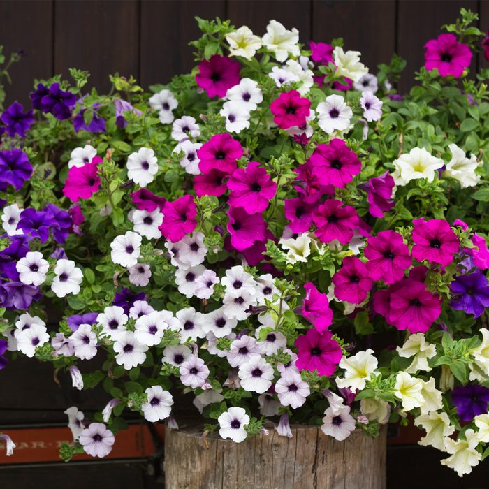 Gettyimages 843827540 Petunia Flower Adél Békefi