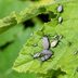 Here's How To Keep Squash Bugs Out of Your Garden