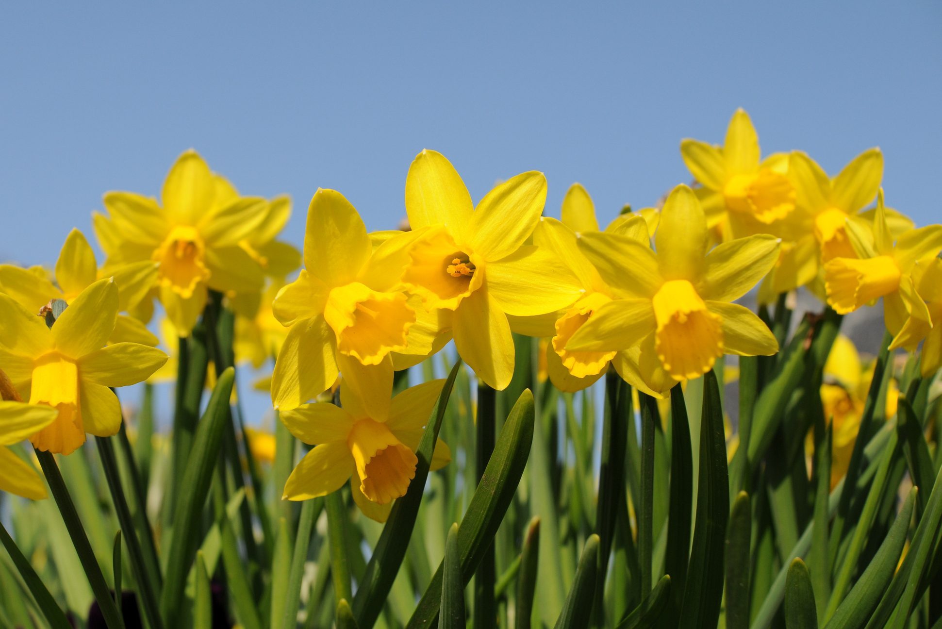 Bright yellow daffodils