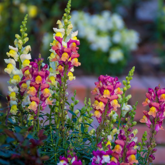Gettyimages 925137692 Snapdragon Flowers Garden Kumud Parajuli