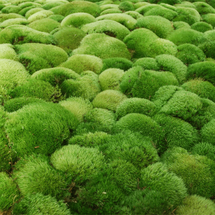 Dicranum Scoparium Tray Ecomm Via Mountainmoss