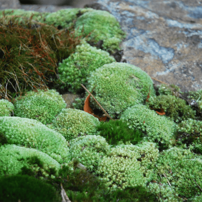 Leucobryum Tray Ecomm Via Mountainmoss