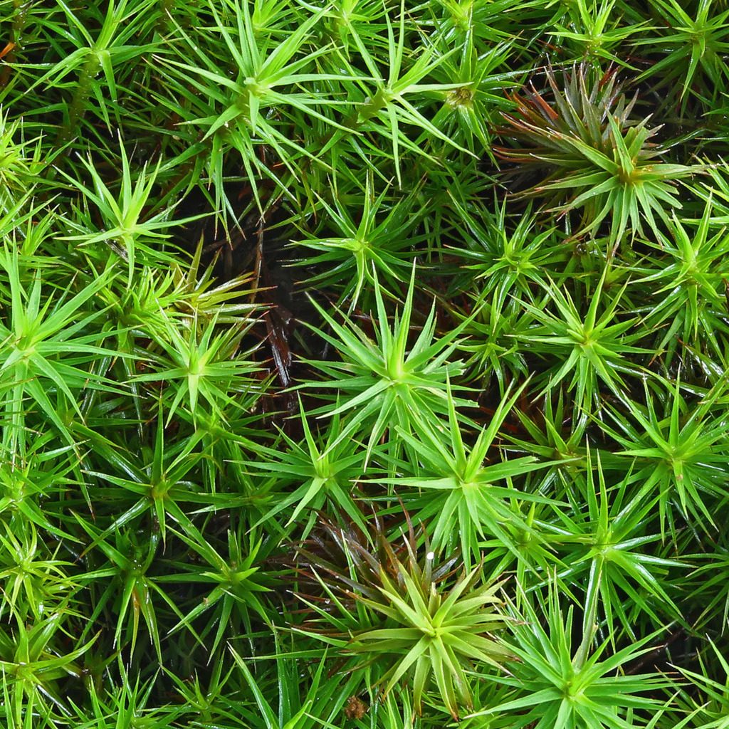 Polytrichum Commune Tray Ecomm Via Mountainmoss.com