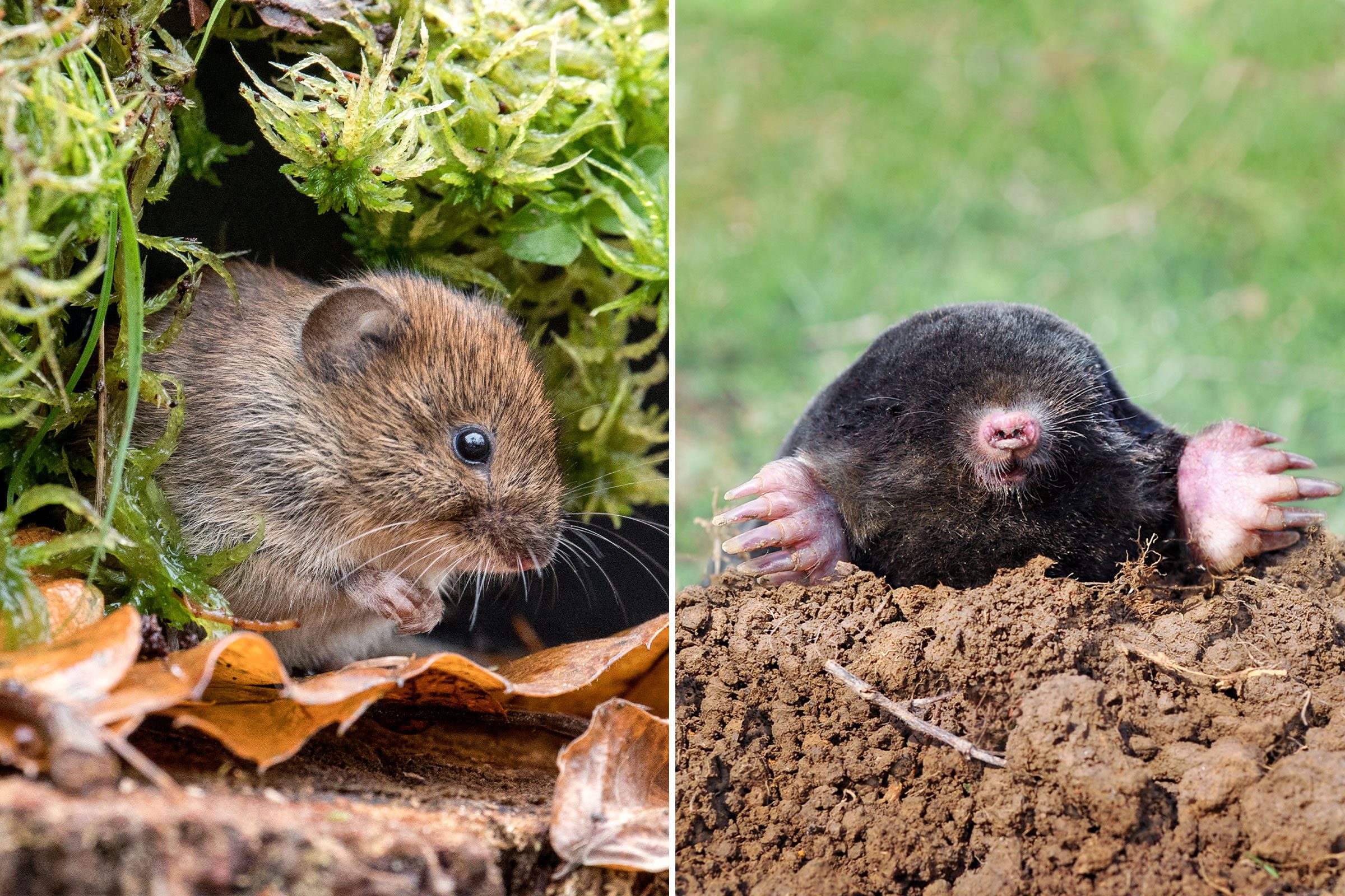 Vole vs. Mole: What’s the Difference?