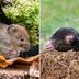 Vole vs. Mole: What's the Difference?