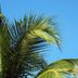 What Are Palm Fronds?