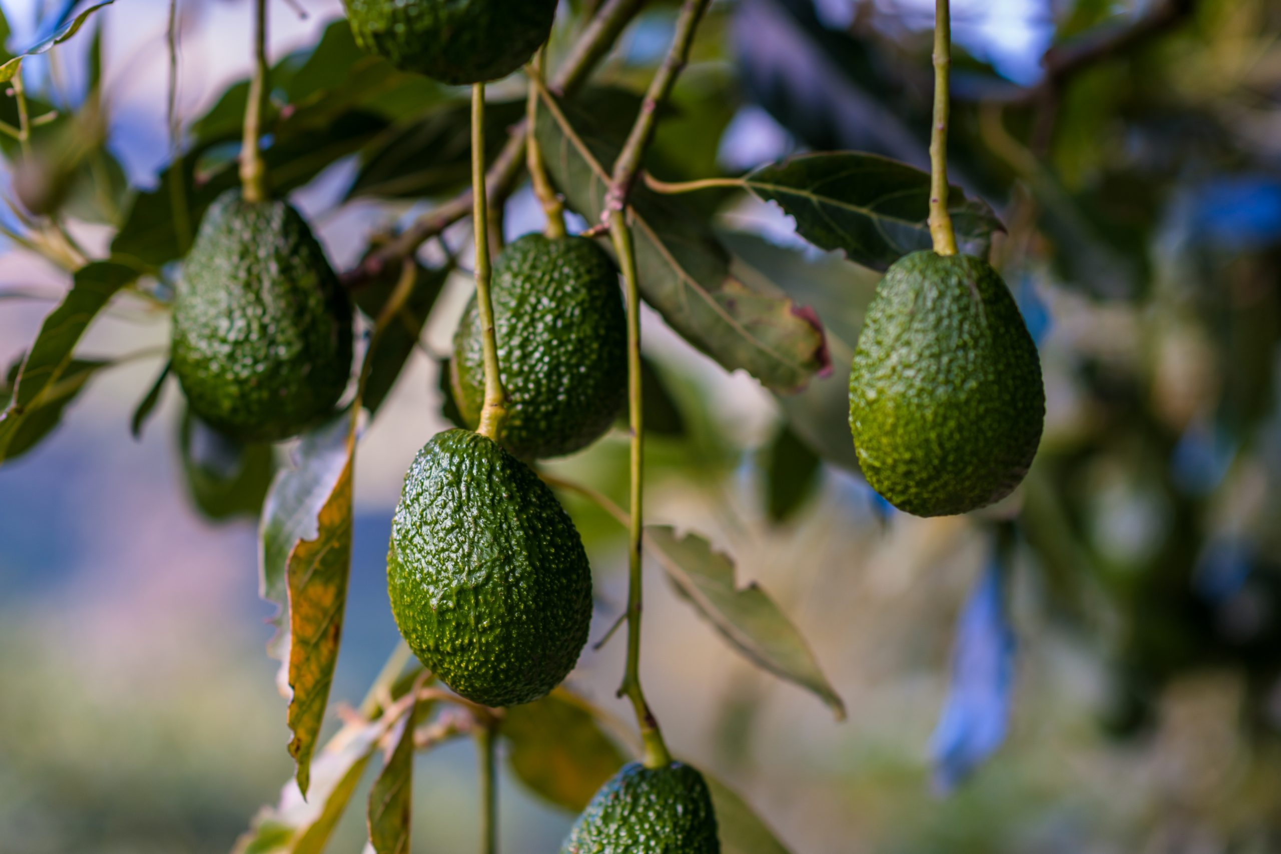 How To Grow an Avocado Tree