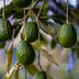 How To Grow an Avocado Tree