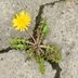 Can This Popular Vinegar Mixture Really Keep Weeds Out of Patio Cracks?