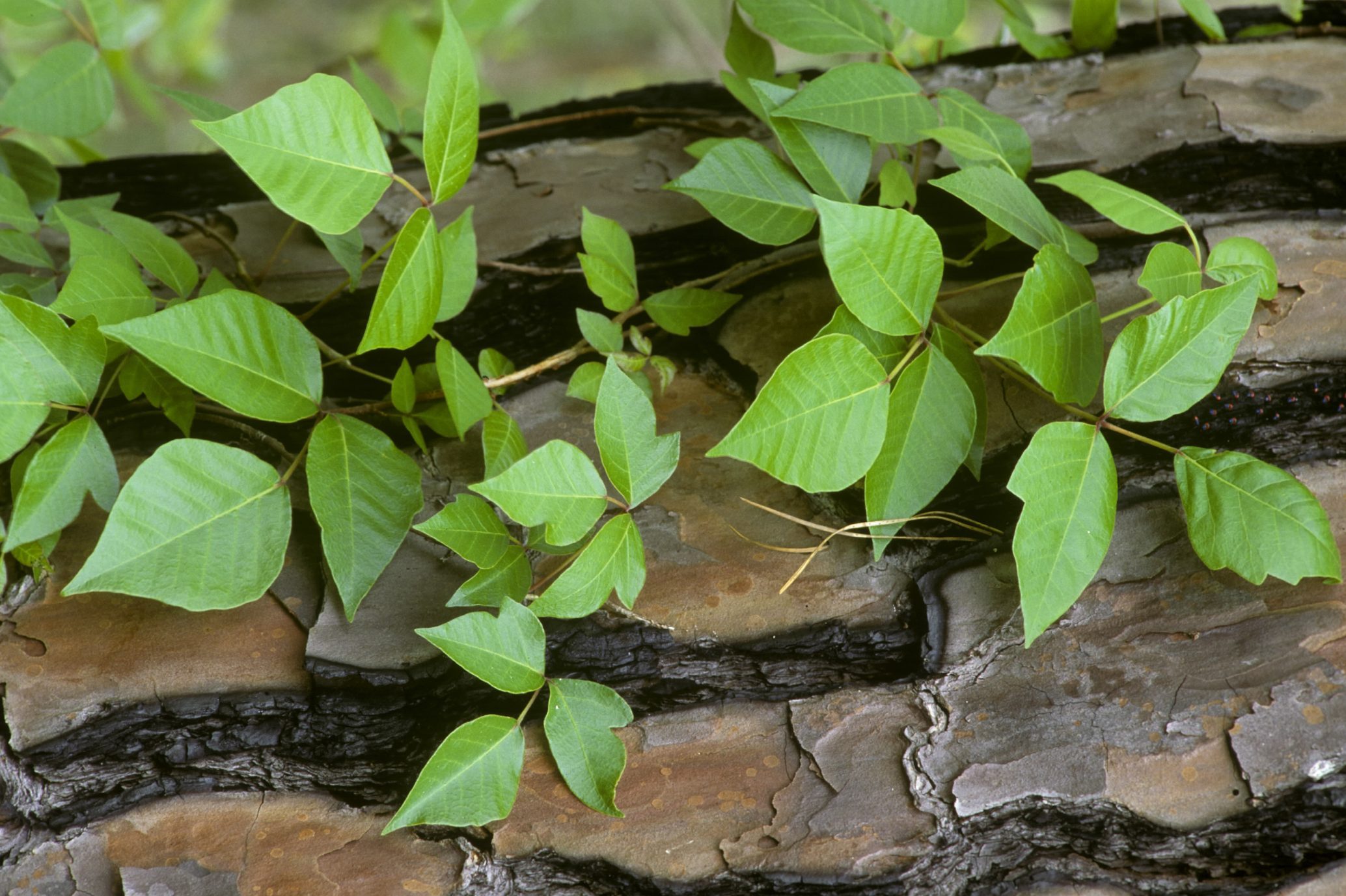 POISON IVY, RHUS RADICANS, CAN GROW AS A VINE, NORTH CAROLINA. LEAFLETS THREE,