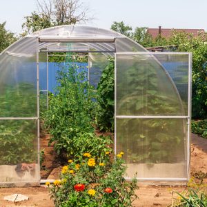 The small greenhouse with growing tomatoes and cucumbers in the garden with green vegetationon a sunny summer day.