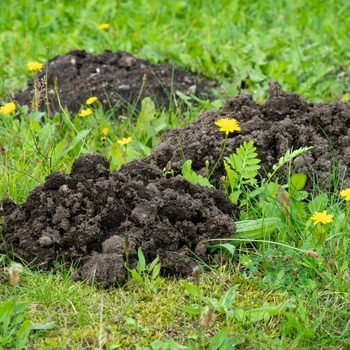 Damaged green lawn by a mole