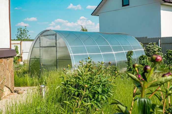 greenhouse made of carbonate on a plot next to the house. Greenhouse for growing vegetables on a plot next to the house