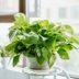 Growing and Caring for a Pothos Plant