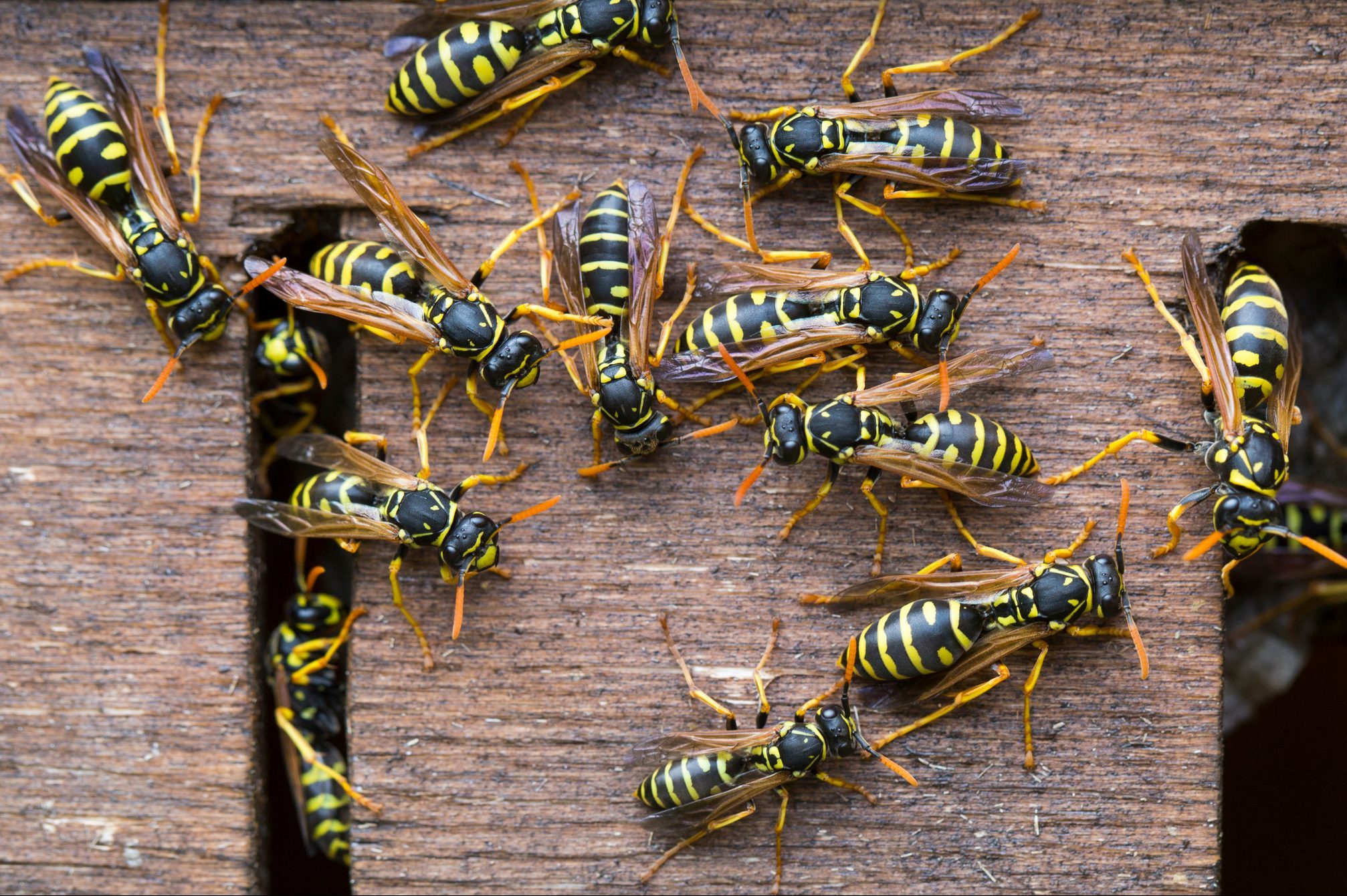 Close-Up Of Wasps In Nest