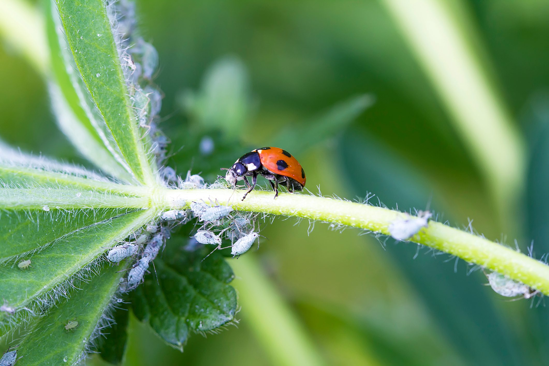 Can You Really Use Ladybugs To Get Aphids Off Your Plants?