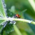 Can You Really Use Ladybugs To Get Aphids Off Your Plants?