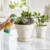 7 Best Fertilizers for Houseplants