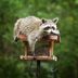 What to Know About Raccoons in Your Yard