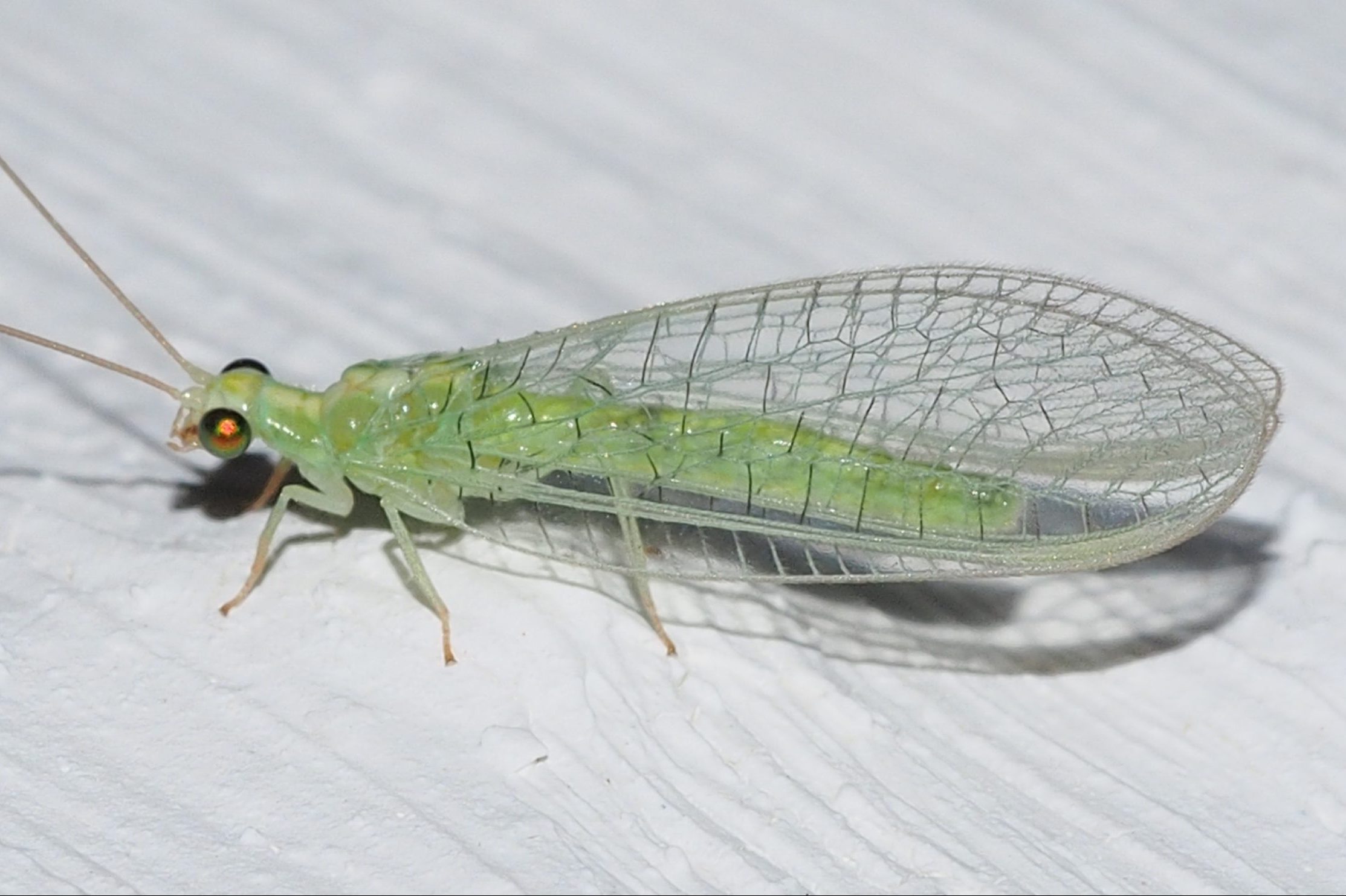 Green Lacewing (Brinckochrysa sp.)