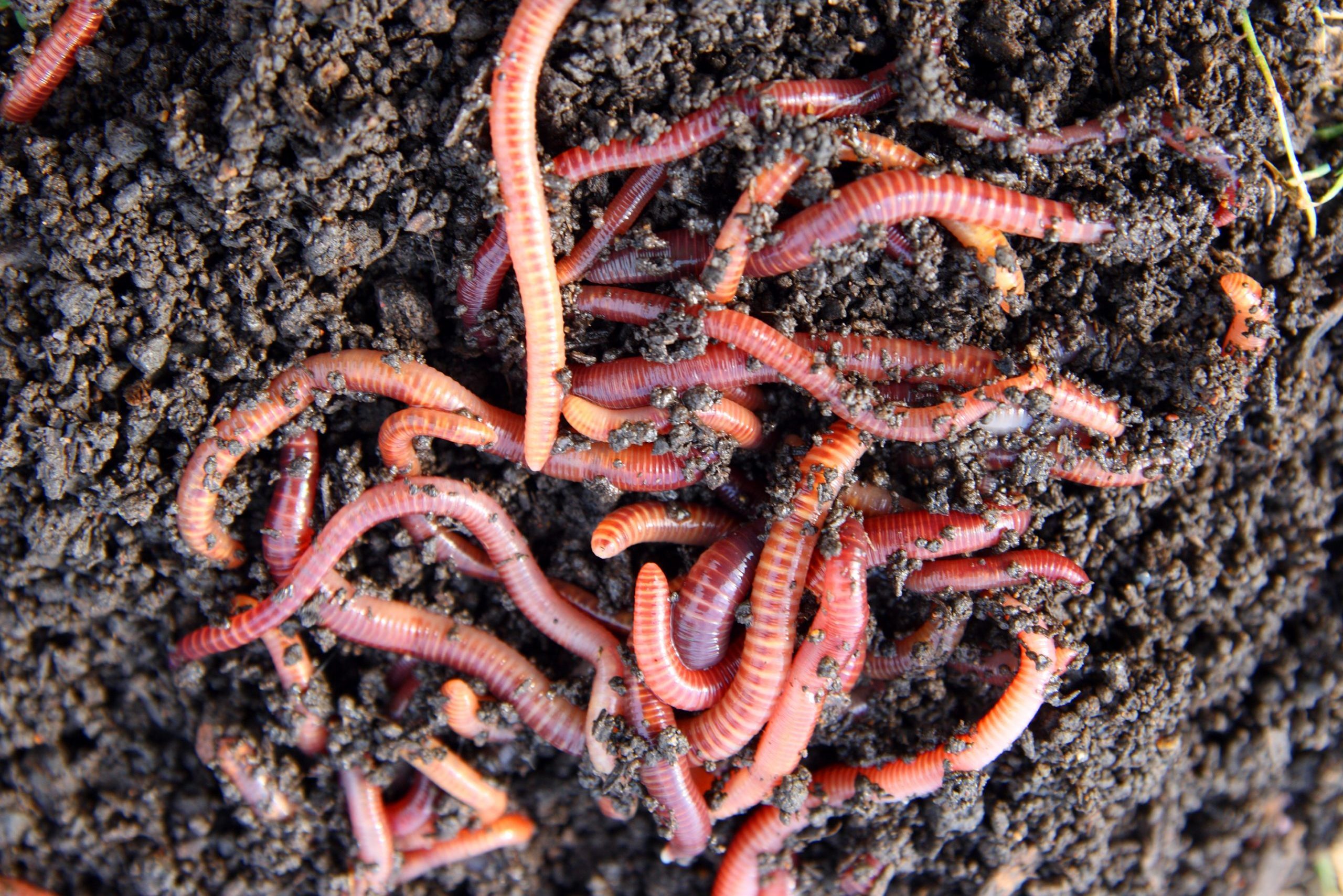 red worms in compost