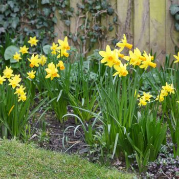 Daffodils in spring