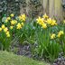 Tips for Planting Daffodil Bulbs