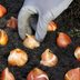 10 Tips for Planting Bulbs