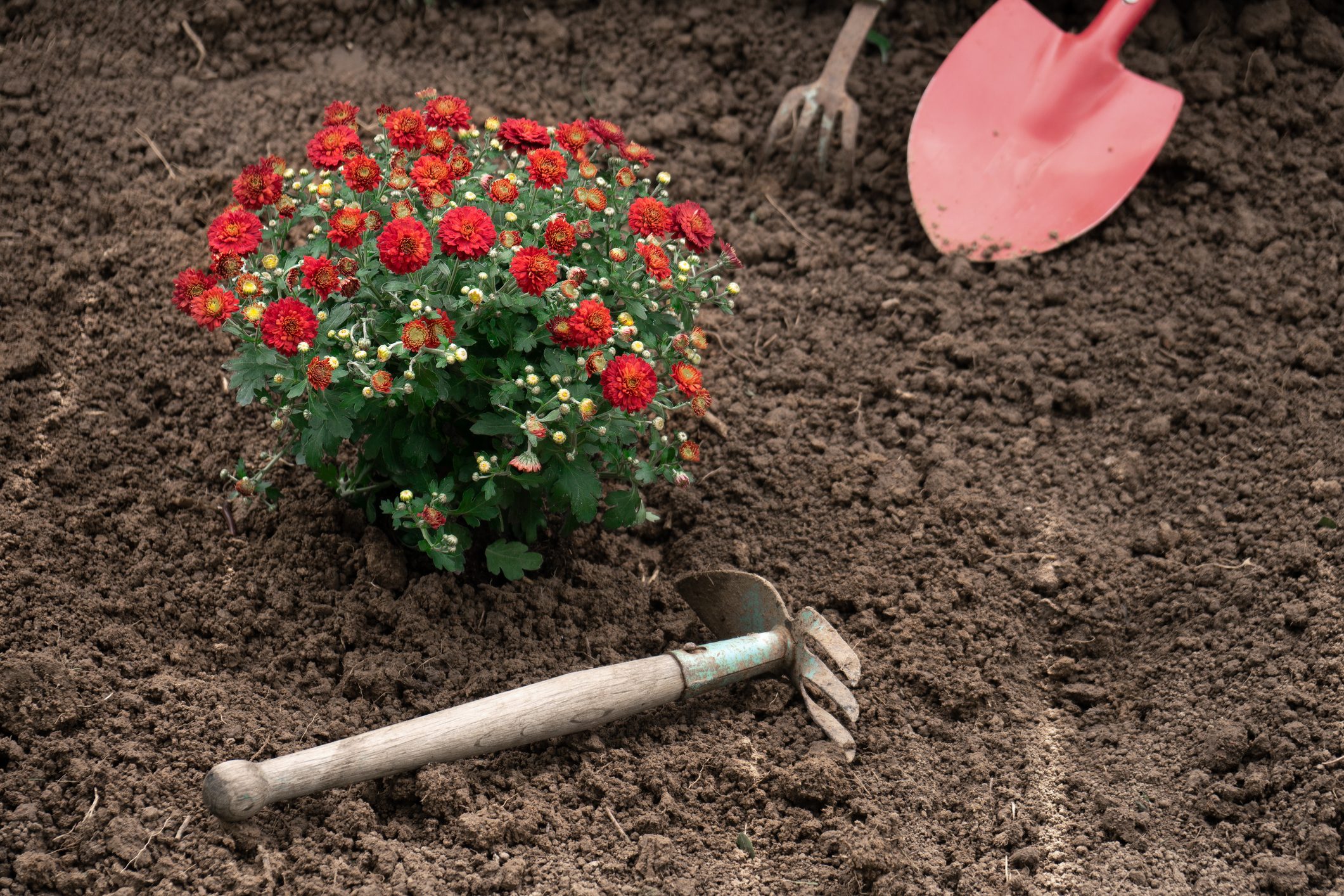 Red chrysanthemums just planted into the garden bed outdoors with garden tools