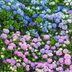 What Your Hydrangeas Can Tell You About Your Soil