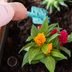 How To Grow and Care for Celosia