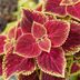 Is Coleus an Annual or Perennial?