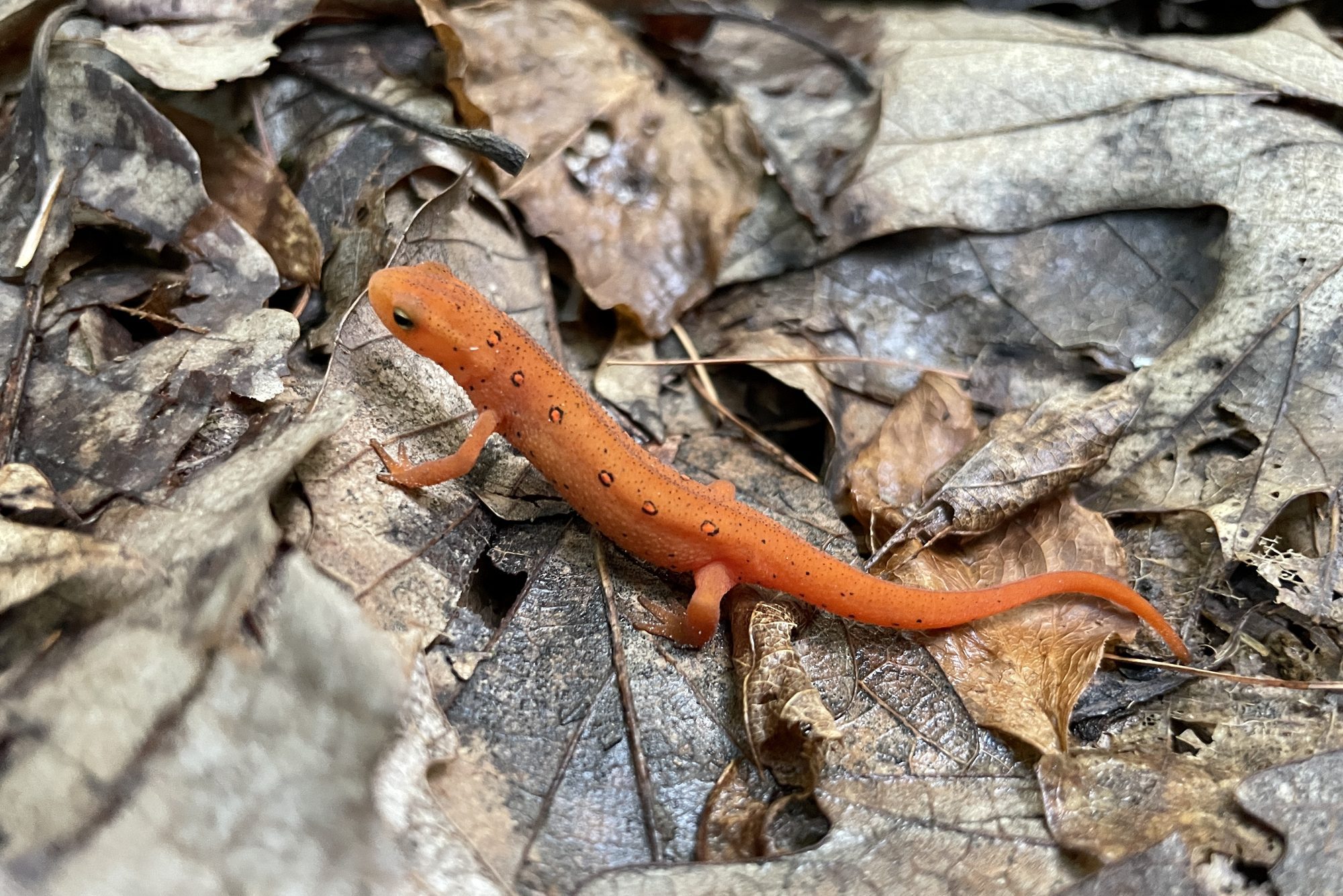 How To Keep Salamanders Out of Your House