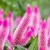 Is Celosia a Perennial?