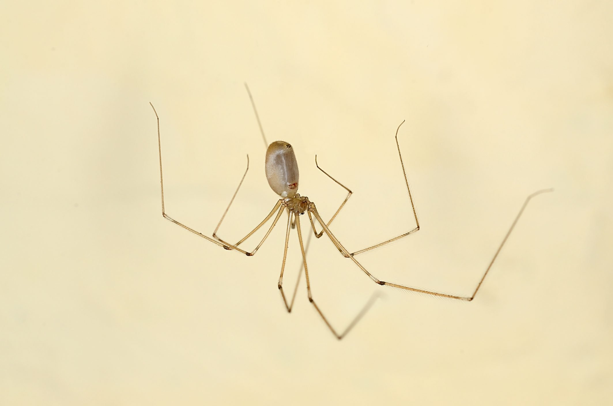 Home daddy longleg spider