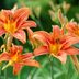 Tips for Planting and Caring for Daylilies