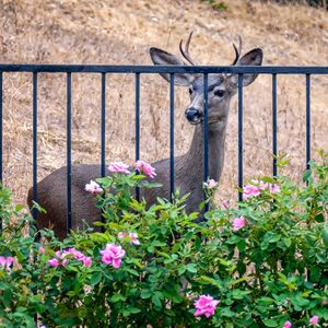 Young deer looks at roses in California backyard.