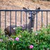 The Best Deer Fencing to Protect Your Garden