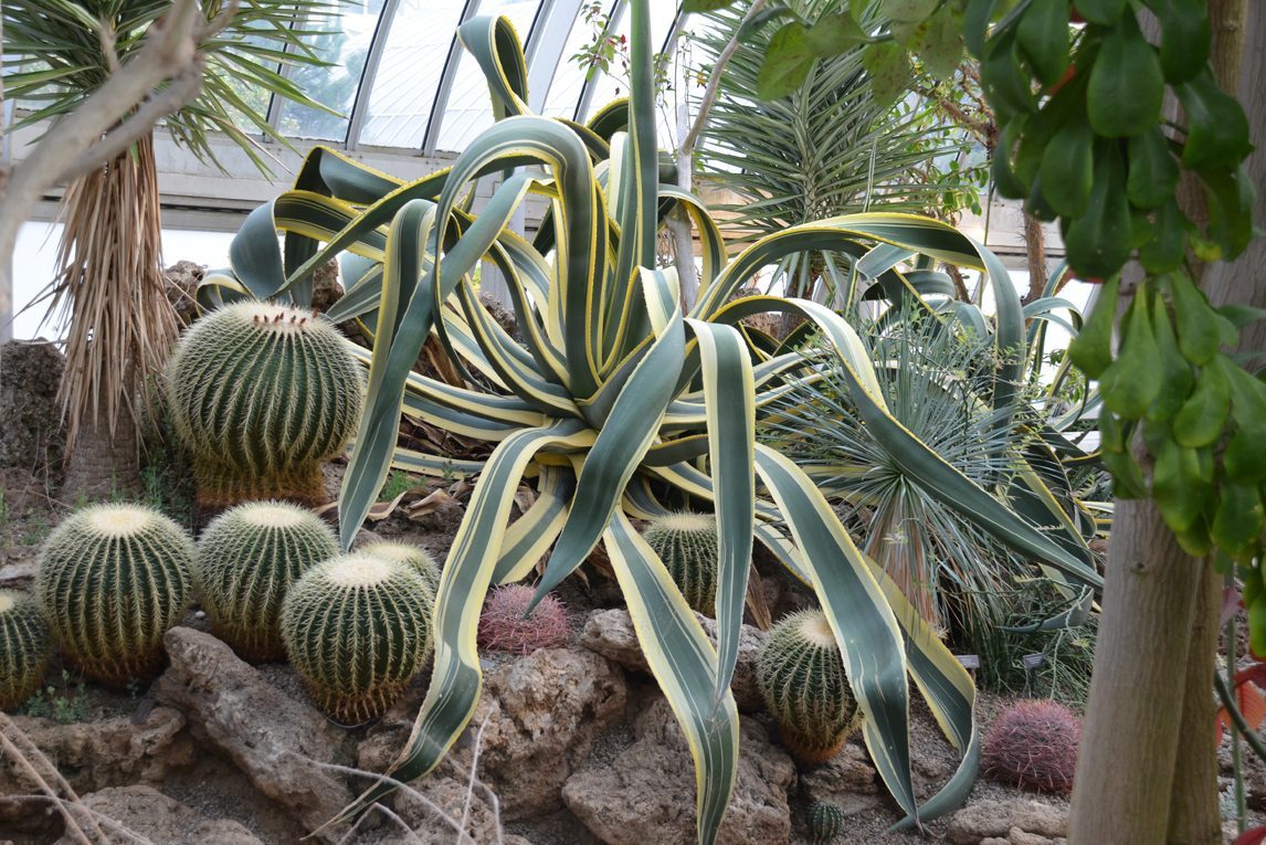 Agave Americana Marginata W Barrel Cactus Courtesy Of Susan Martin