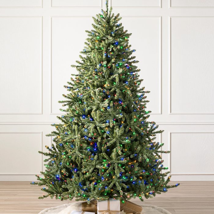 Classic Blue Spruce