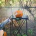 DIY Pressure Washer Pumpkin Carving: What to Know