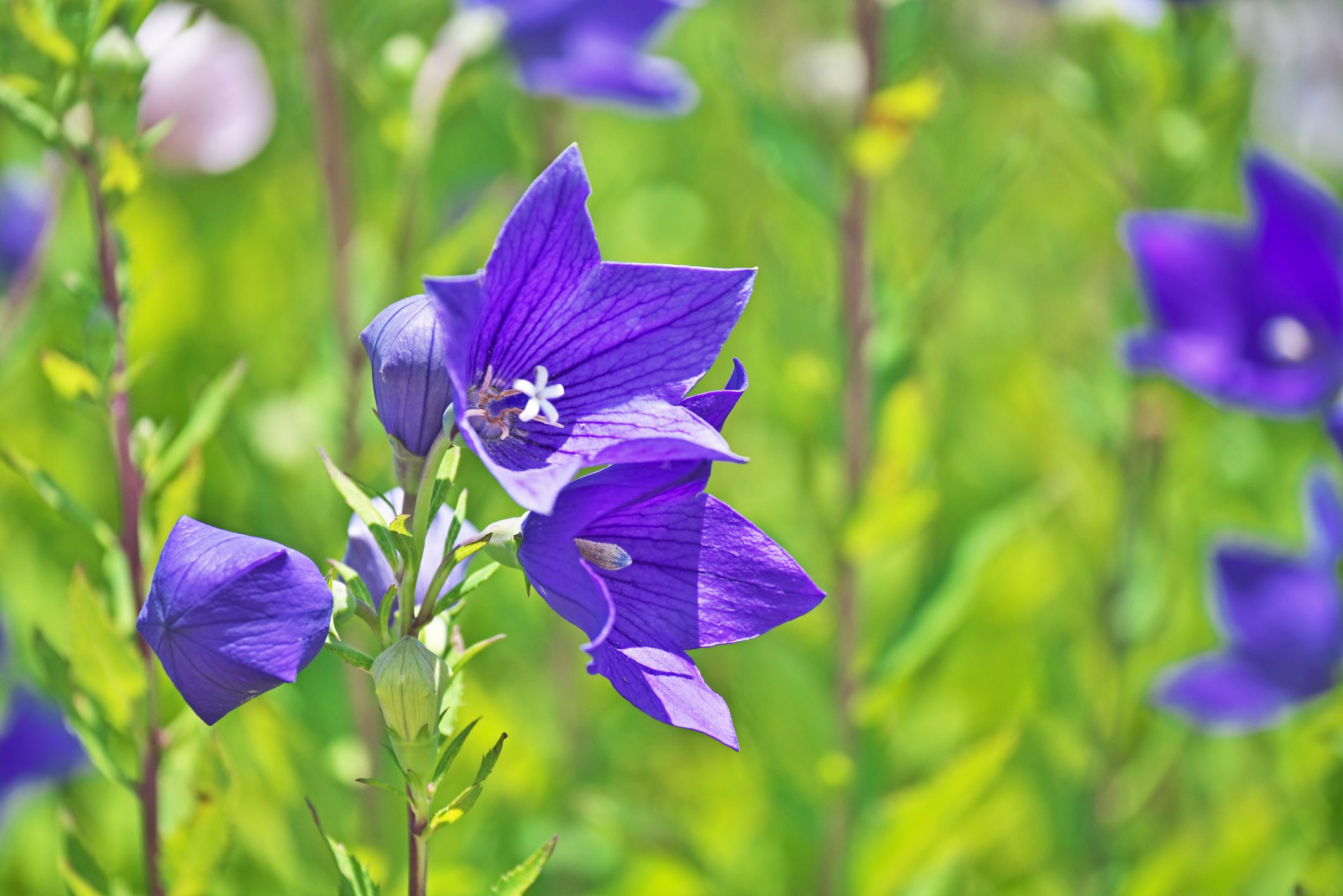 balloon flower