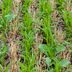 What Are Cover Crops and Should You Plant Them Now?