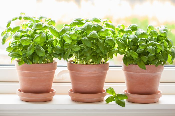fresh basil herb in flowerpot on window