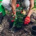 Tips for Planting Roses in Your Garden