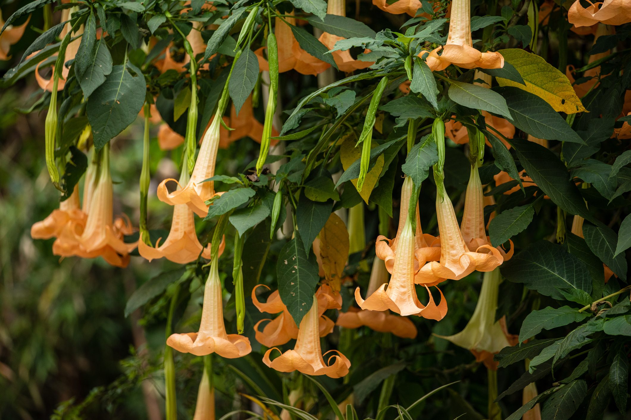 Angel Trumpet flower in a Garden