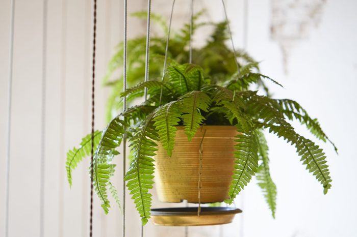 Pot of hanging Boston fern