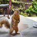 8 Ways To Keep Squirrels Out of Your Yard